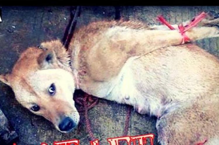 BokNal, 5 miljoen honden jaarlijks naar de slachtbank in Zuid Korea