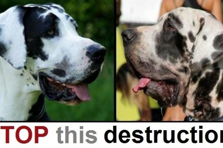 Stop rassenmoord op de Duitse Dog