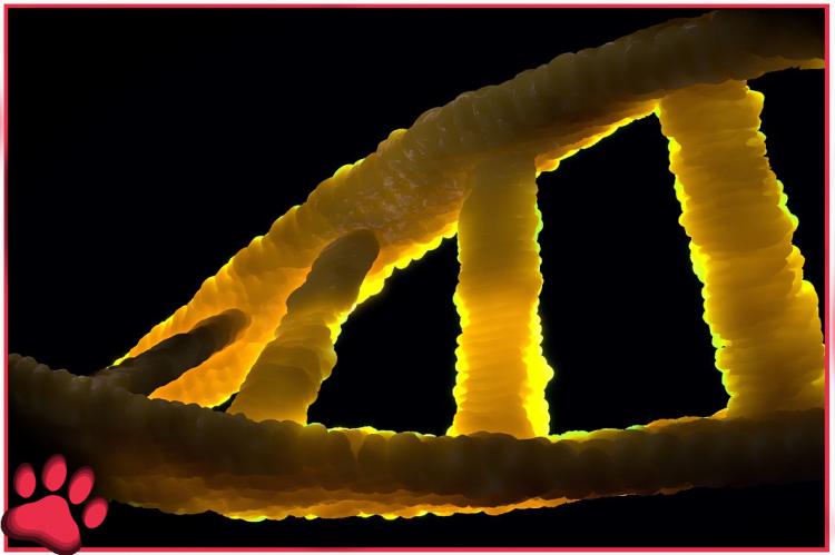 Breed onderzoek naar DNA: Veel meer rassen delen erfelijke ziektes
