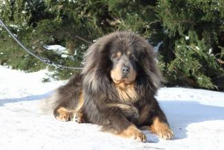 Kruising met wolf maakte Tibetaanse Mastiff geschikt voor de bergen