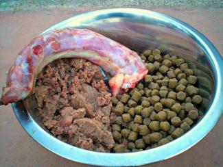 Rauw vlees voor pups vermindert kans op darmaandoeningen