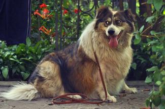 COVID-neveneffect: onze honden worden te dik