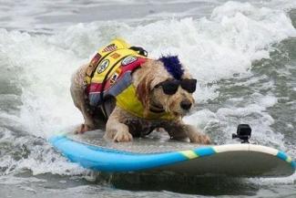 Riding the waves... de honden-WK surfen
