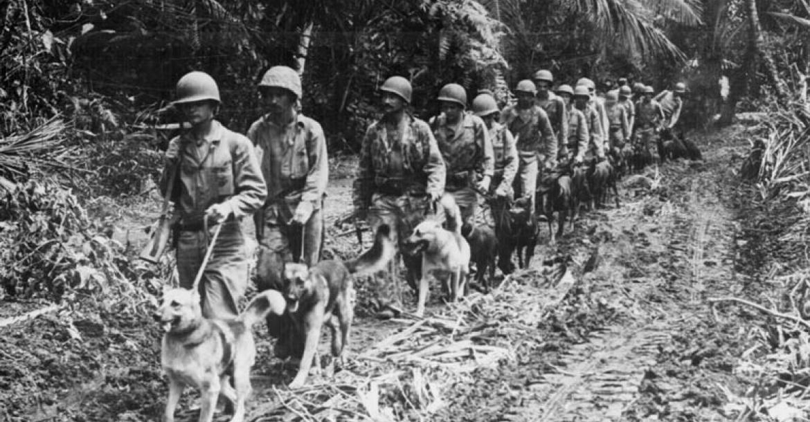 Honden in de oorlog (deel 2)
