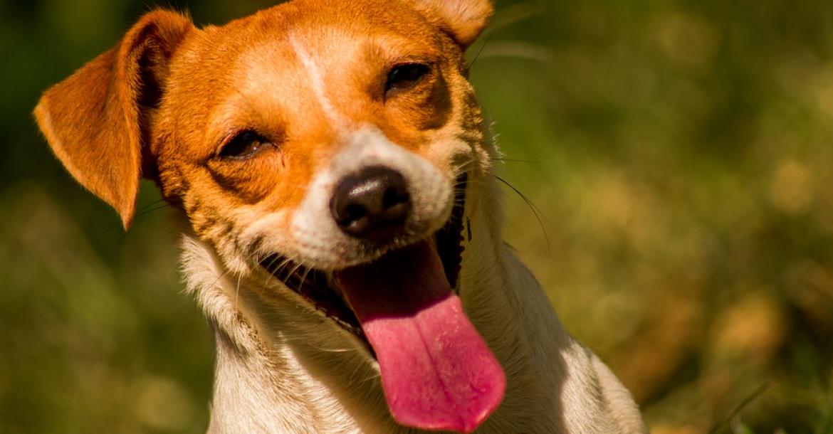 Nu ook wetenschappelijk bewezen: honden komen in de puberteit