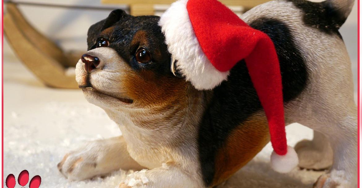 Kerst, gezellig, maar denk ook aan je hond en andere huisdieren