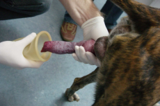 Transport huisdieren en dierlijke producten zoals sperma stukken strenger
