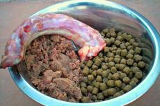 Rauw vlees voor pups vermindert kans op darmaandoeningen