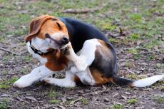 Jeukende huidallergieën bij honden gekoppeld aan probleemgedrag, aldus nieuw onderzoek