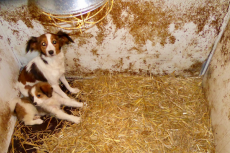 Brabantse hondenhandelaar opnieuw in de fout: 23 honden in beslag genomen