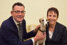 Australie pakt puppyfarms aan met strenge wetgeving