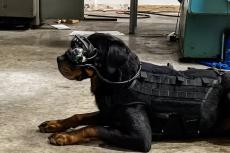 Augmented reality bril voor militaire honden op komst
