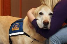 Aai-hond helpt getuigen en slachtoffers van misdrijf