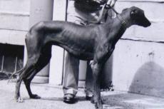 Gen voor naakte Deerhound gevonden