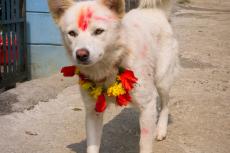 Kukur Tihar, hondenfeest in Nepal