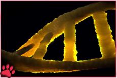 Breed onderzoek naar DNA: Veel meer rassen delen erfelijke ziektes