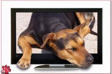 Verstop je afstandsbediening, je hond gaat TV kijken