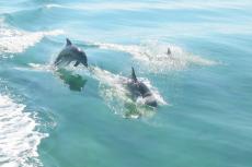 Dolfijnen redden  dodelijk vermoeide hond in kanaal