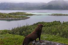 Noorwegen, update 16 september  over de zieke honden