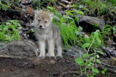 Nakomelingen wolf/huishondkruising op dodenlijst