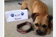 Massaal Facebook-tribute voor tragisch overleden pup