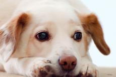 Hondenbaas even gevoelig voor hondengejammer als babygehuil