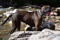 Brits parlement: Staffordshire Bull Terriers niet op lijst gevaarlijke honden