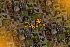 Embedded thumbnail for Hond van het Jaarshow 2019